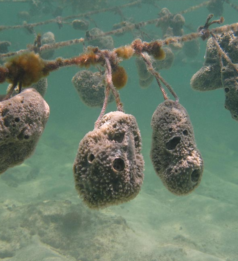 AgriSmart Zanzibar