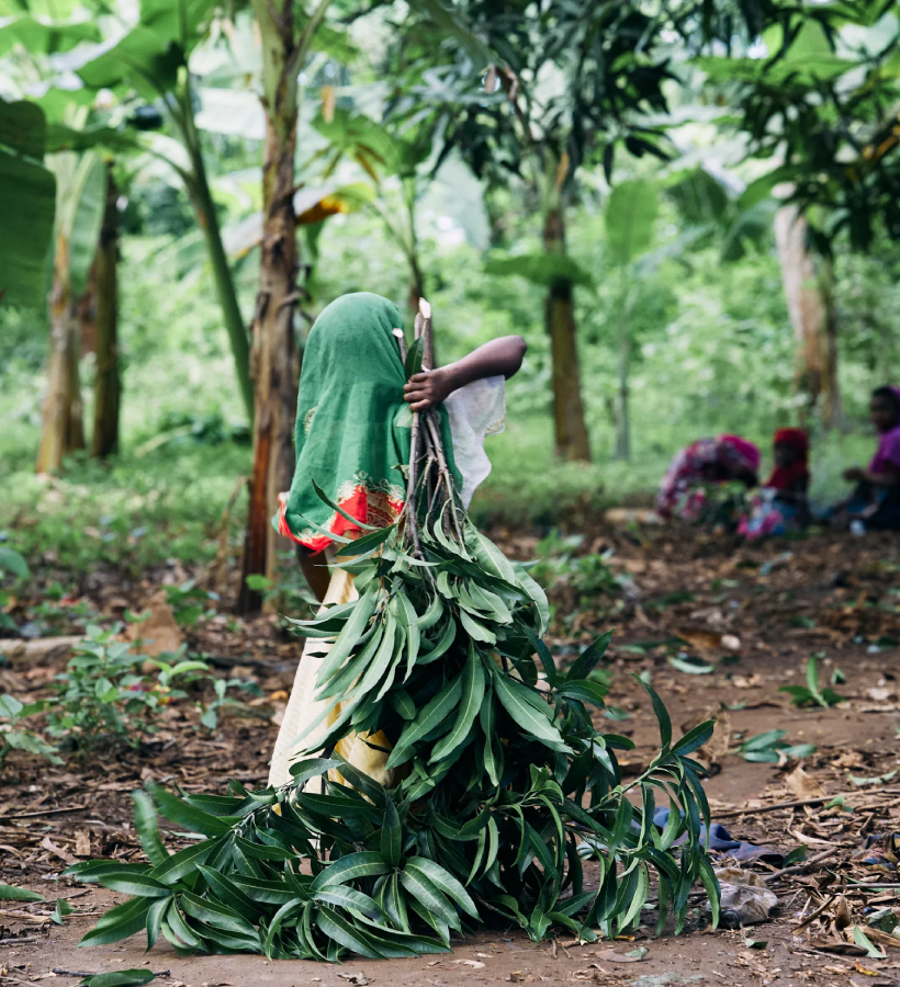 Roots of Prosperity