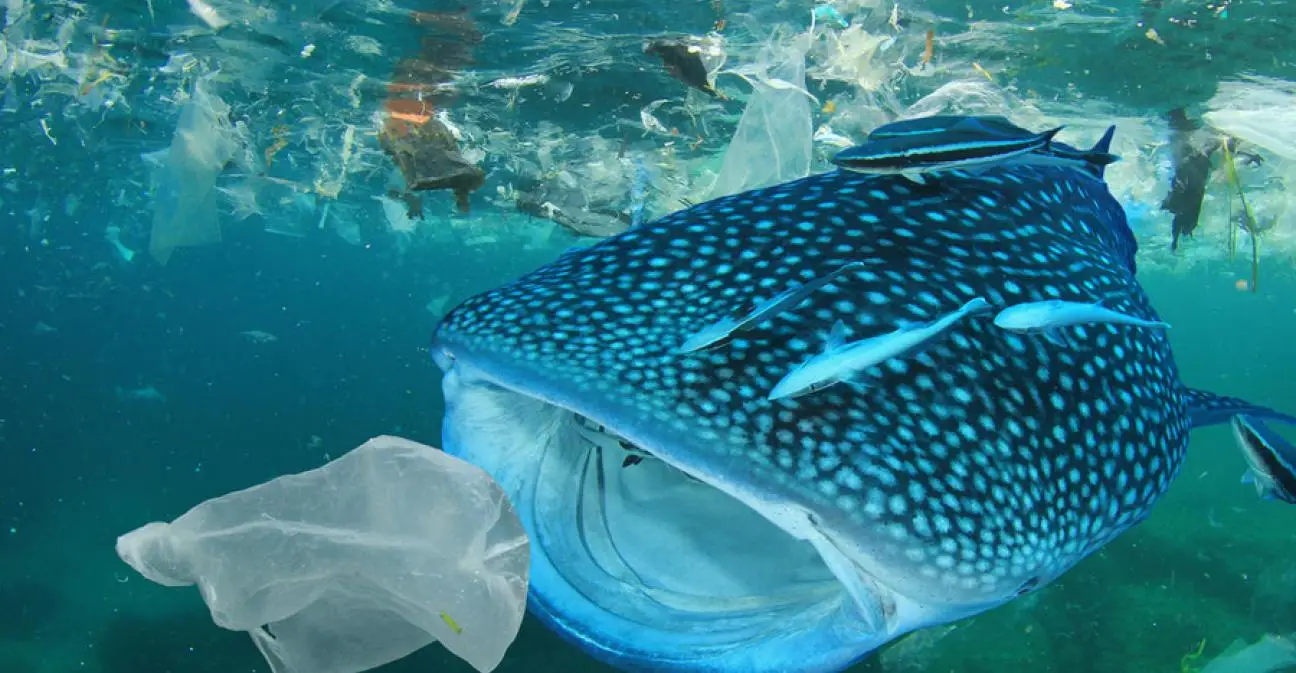 Why Mangroves Matter